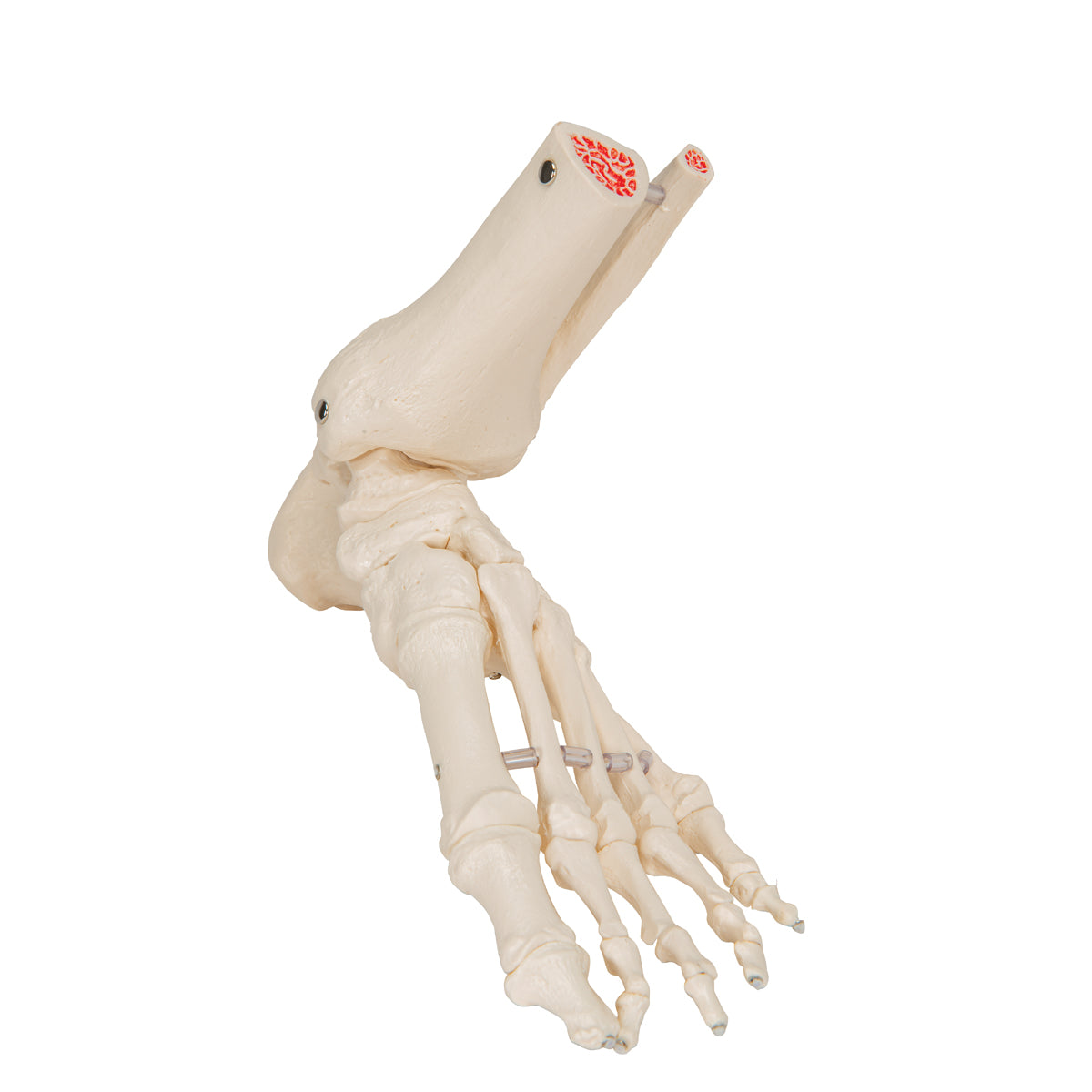 Foot & Ankle Skeleton, Elastic Mounted - 3B Scientific