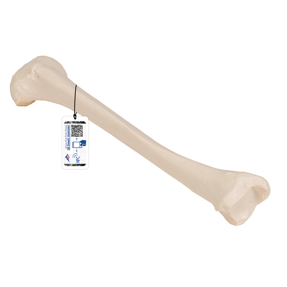 Human Tibia Model - 3B Scientific