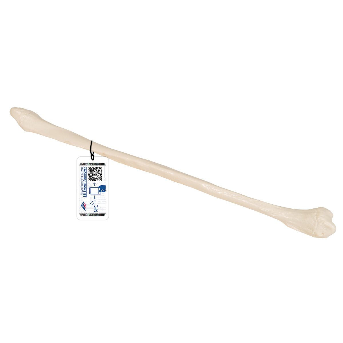 Human Fibula Model - 3B Scientific