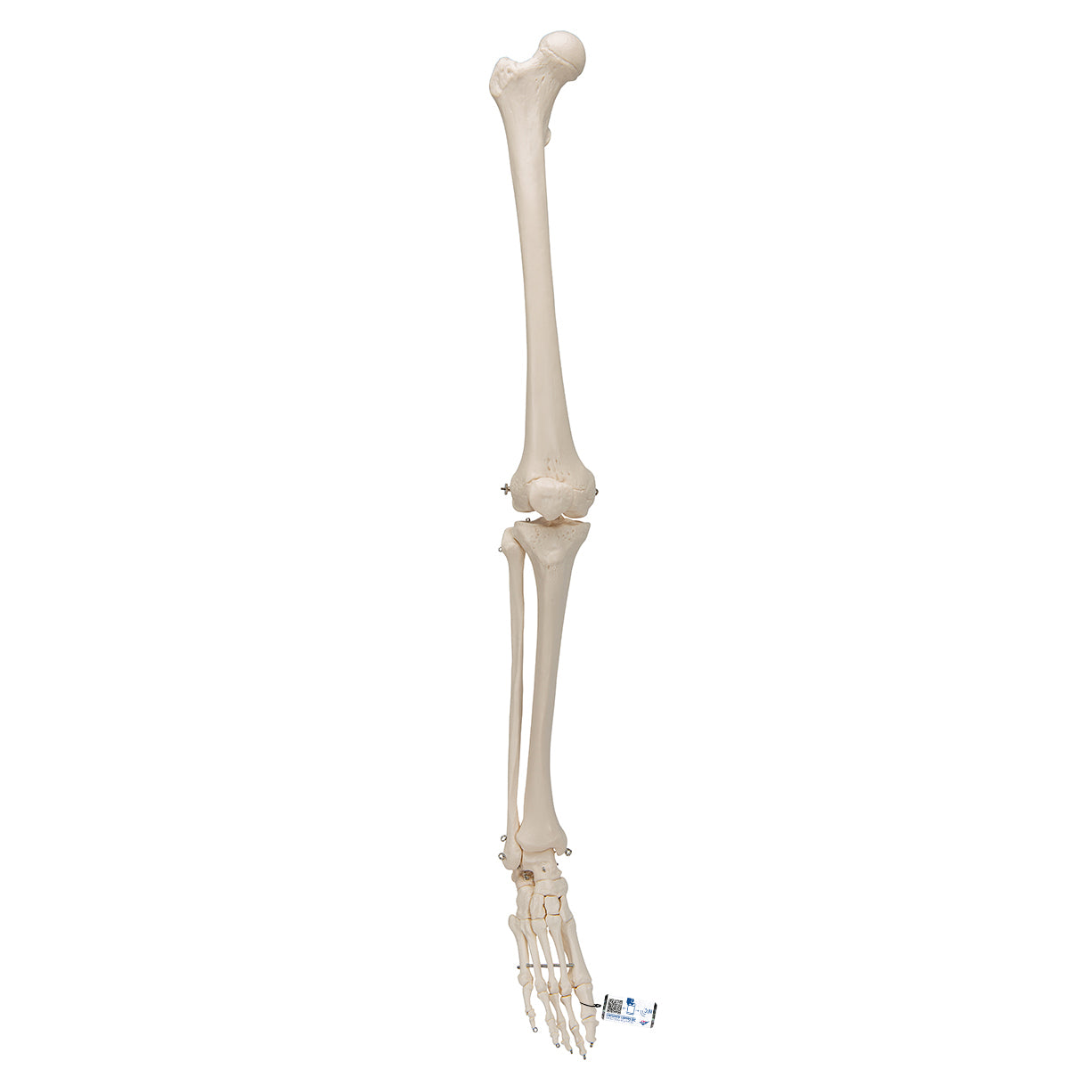 Human Skeleton of Leg with Foot, Wire Mounted - 3B Scientific