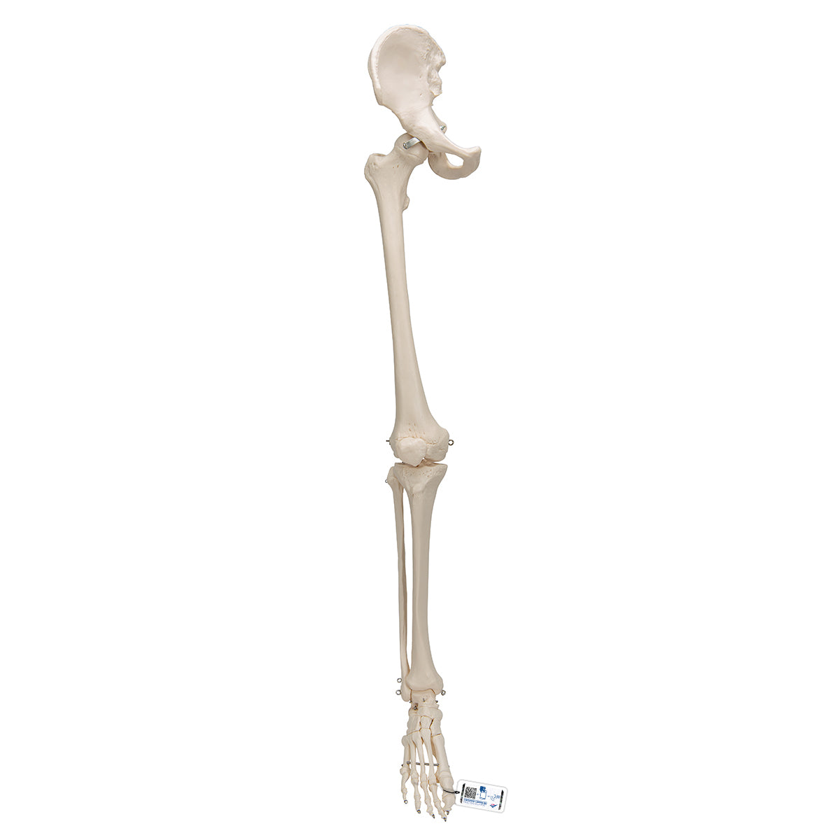 Human Leg Skeleton Model with Hip Bone - 3B Scientific