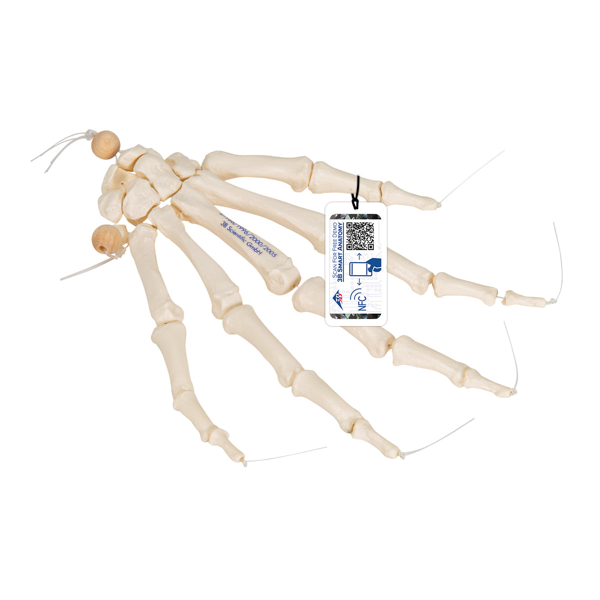 Human Hand Skeleton Model, Loosely on Nylon String - 3B Scientific