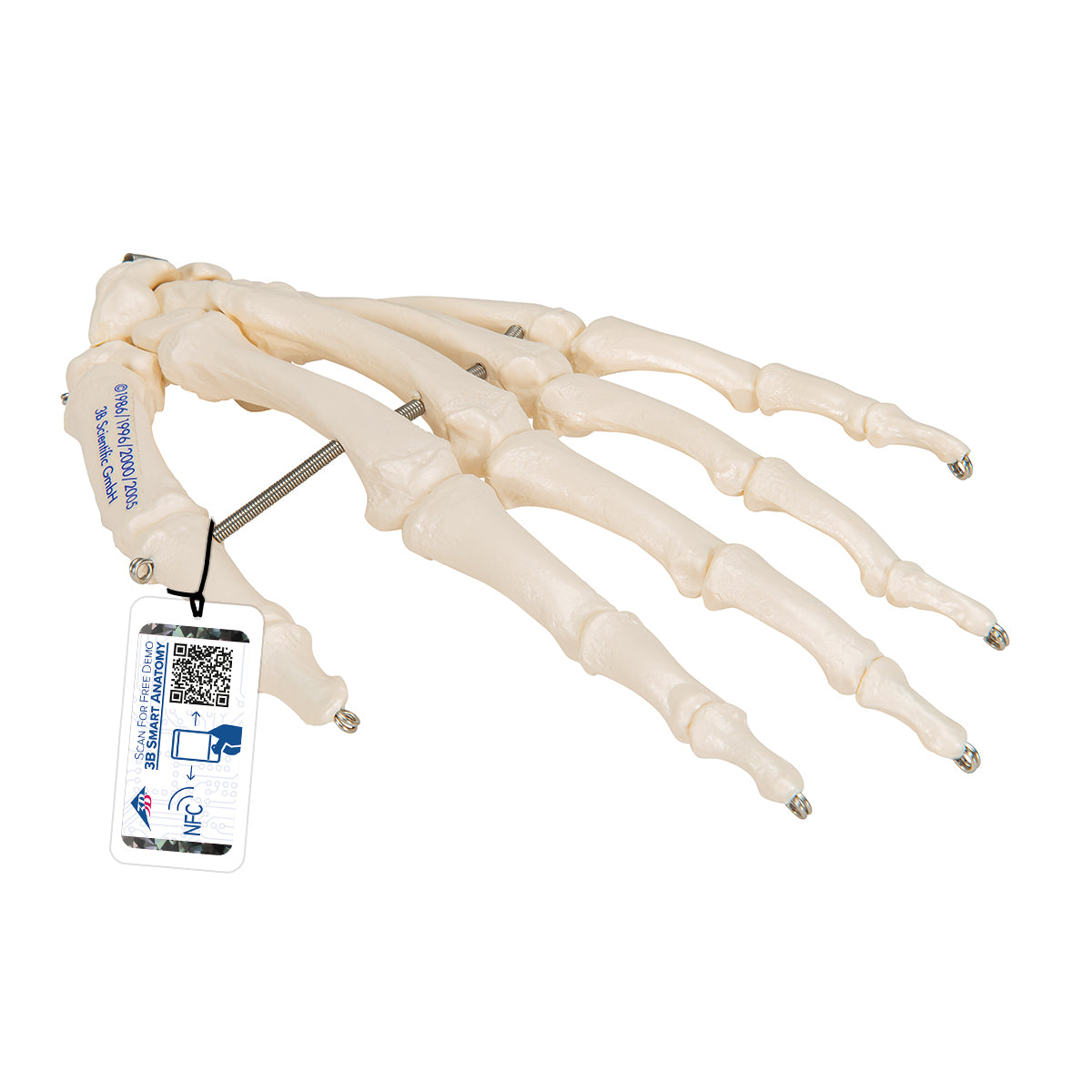 Human Hand Skeleton Model, Wire Mounted - 3B Scientific