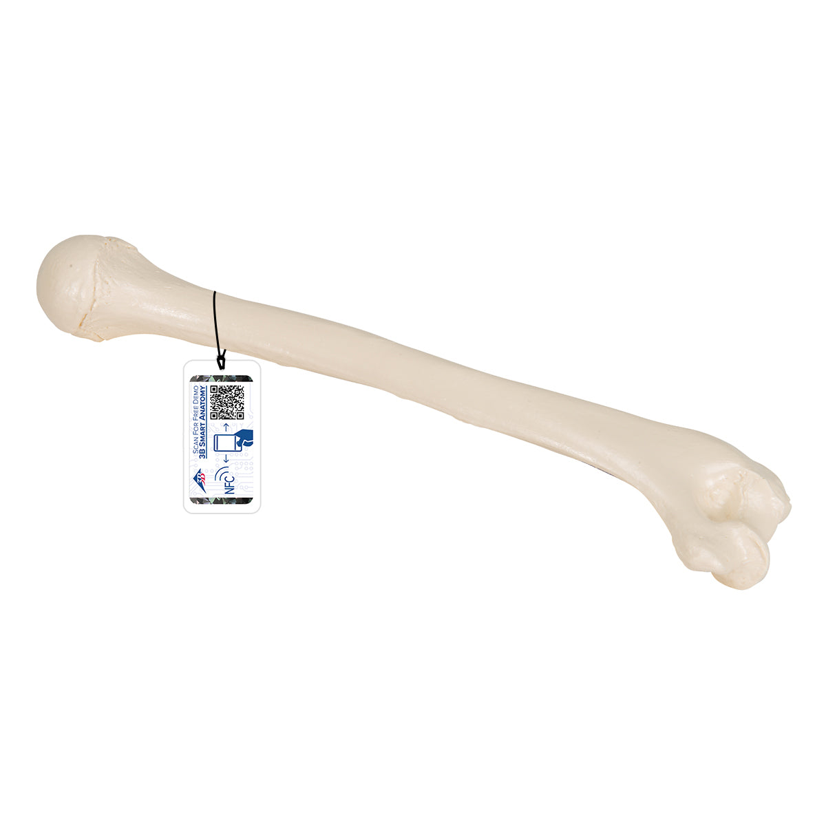 Human Humerus Model - 3B Scientific