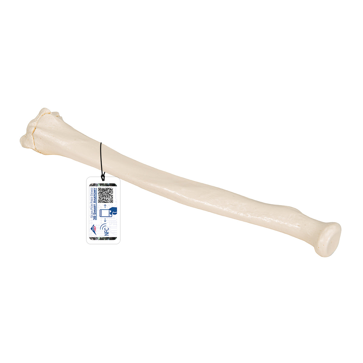 Human Radius Model - 3B Scientific