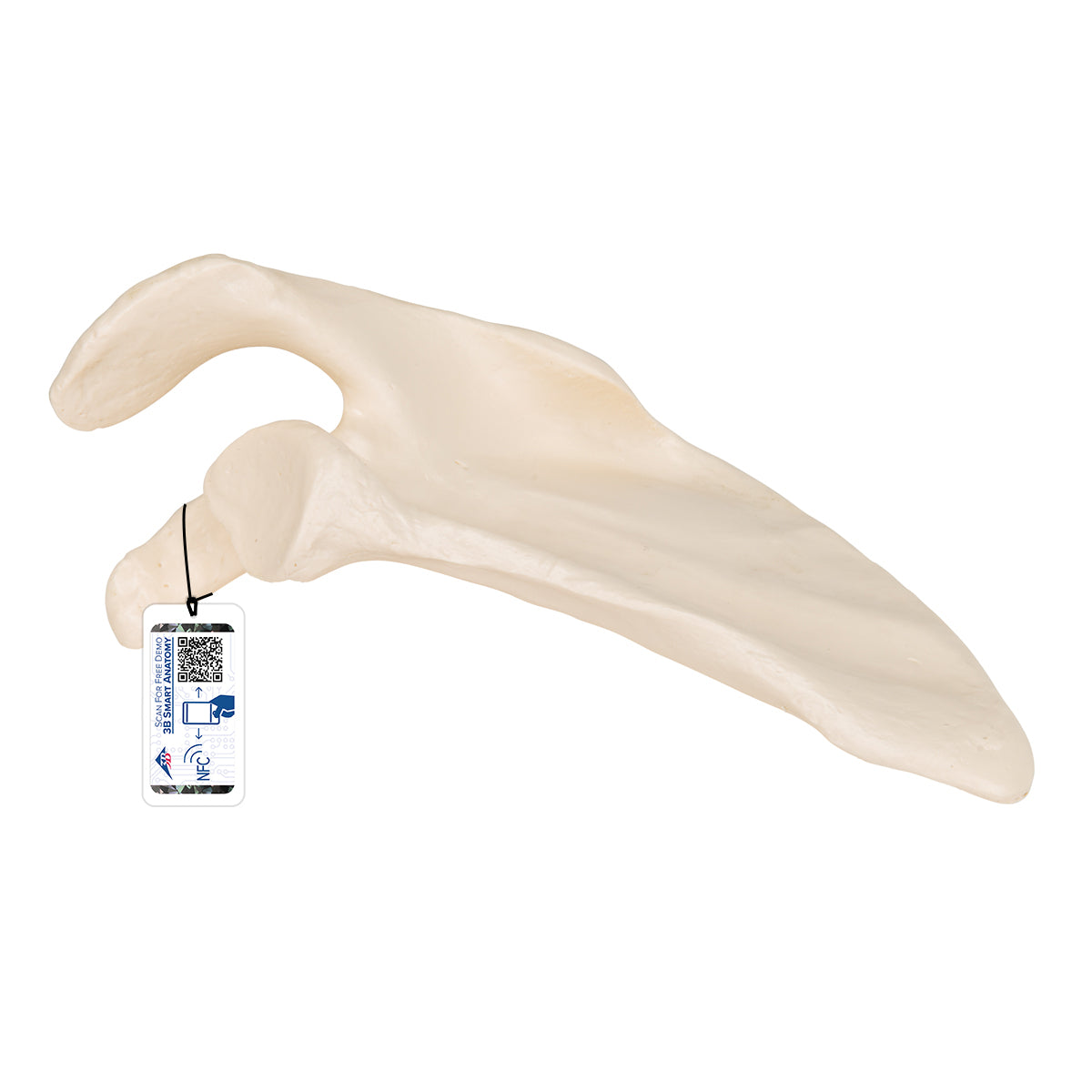 Human Scapula Model - 3B Scientific