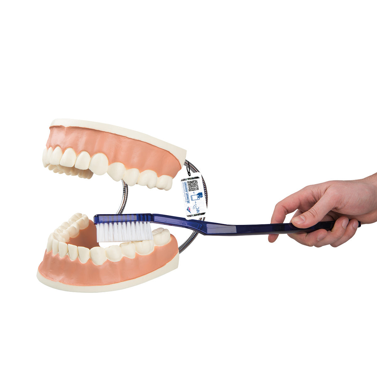 Giant Dental Care Model, 3 times Life-Size - 3B Scientific