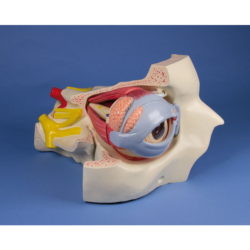 Eye with Orbit & Eyelid - 6 Times Life-Size - 15 Parts - Erler Zimmer