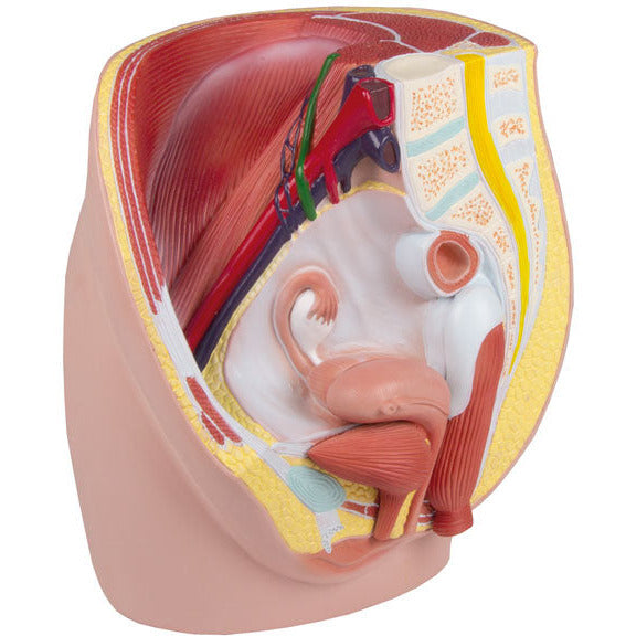 Female Pelvis - Life-Size - 3-Part - Erler Zimmer