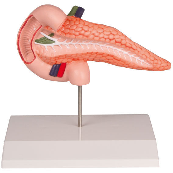 Pancreas & Duodenum - Erler Zimmer