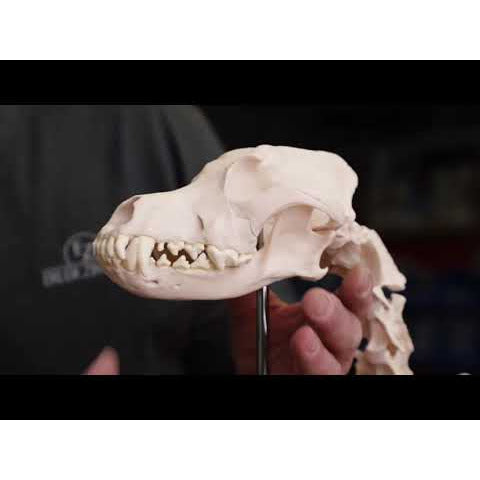 Dog Skeleton life size - Erler Zimmer