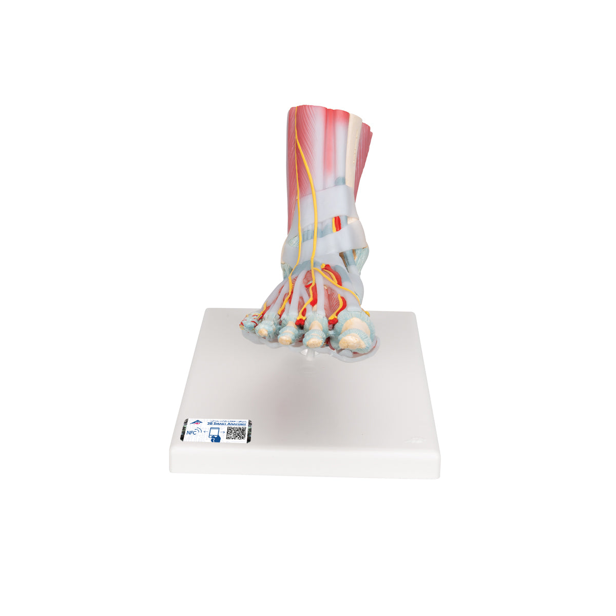 Foot Skeleton Model with Ligaments & Muscles - 3B Scientific