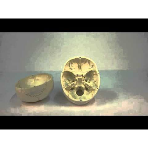 Skull Model - 3-Part and Didactical Painted -