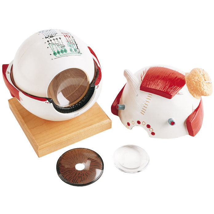 Eyeball with Functional Lens - 6-Times Full-Size - 5-Part - Erler Zimmer