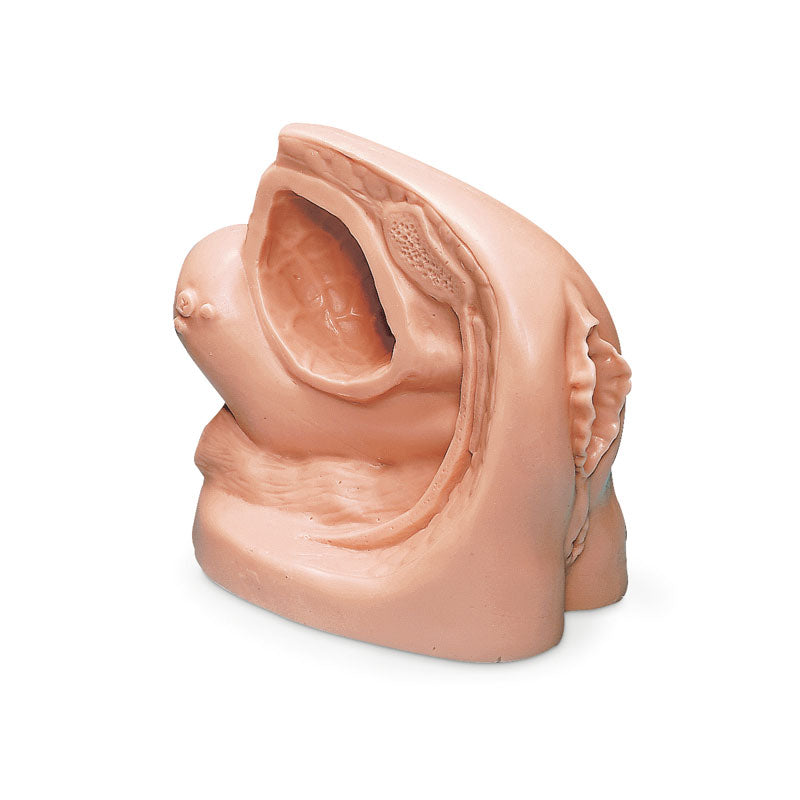 Female Catheterisation Model - Erler Zimmer