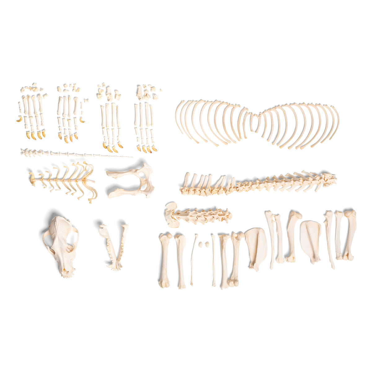 Dog skeleton (Canis lupus familiaris), size M, disarticulated - 3B Scientific