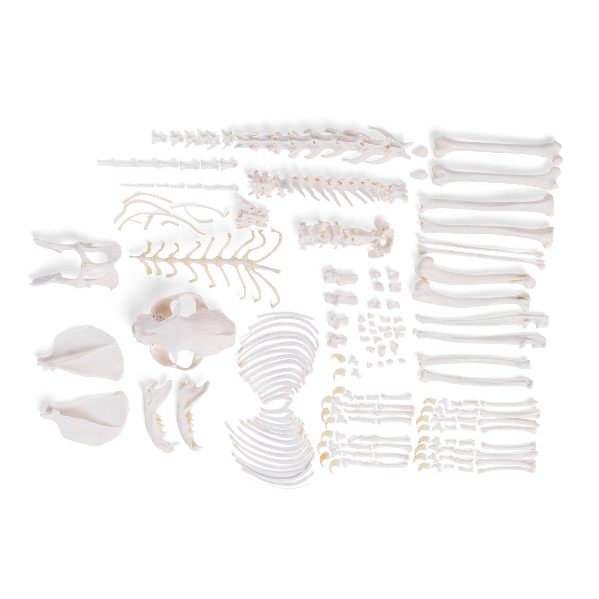 Cat skeleton (Felis catus), disarticulated - 3B Scientific
