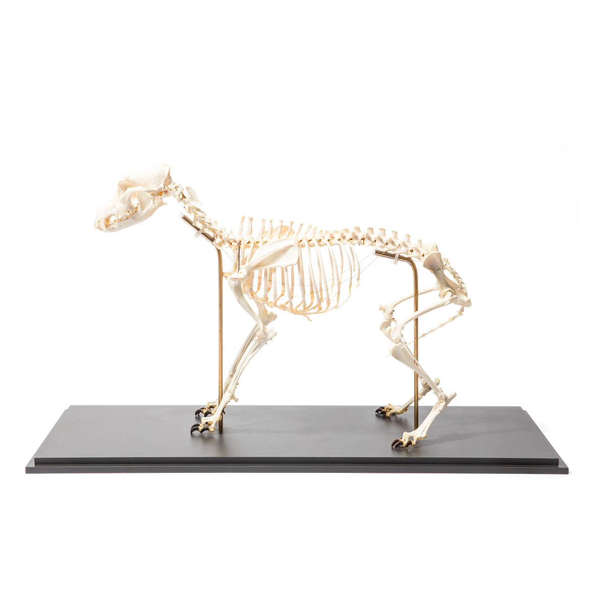 Dog Skeleton (Canis lupus familiaris), Size M, Flexibly Mounted, Specimen - 3B Scientific