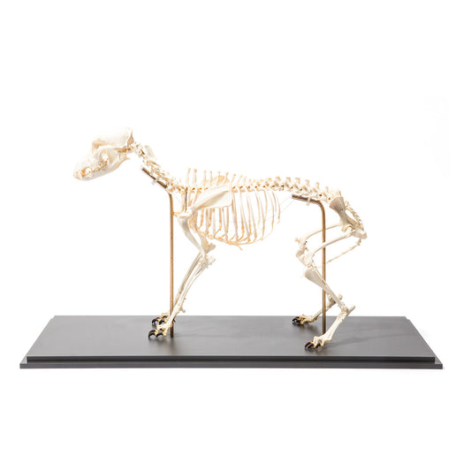 Dog Skeleton (Canis lupus familiaris), Size M, Flexibly Mounted, Specimen