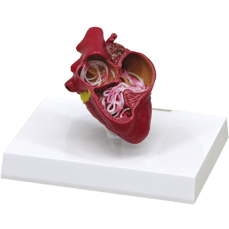Canine Heart with Heartworm - Erler Zimmer