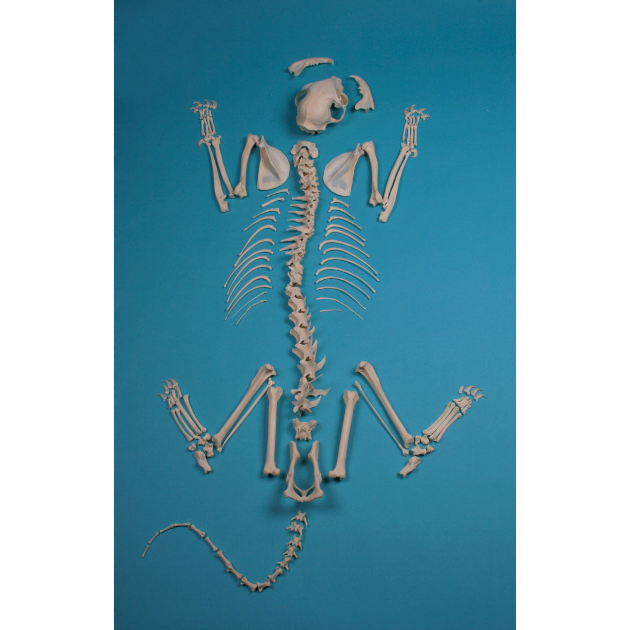 Cat Skeleton Assembled - Erler Zimmer