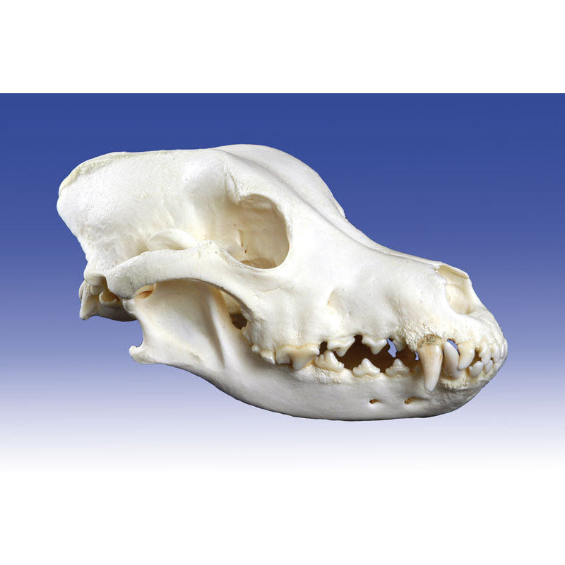 Dog Skull, Big size - Erler Zimmer