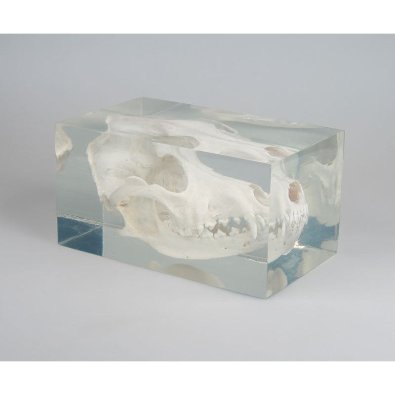 Dog Skull in Plastic Block - Erler Zimmer