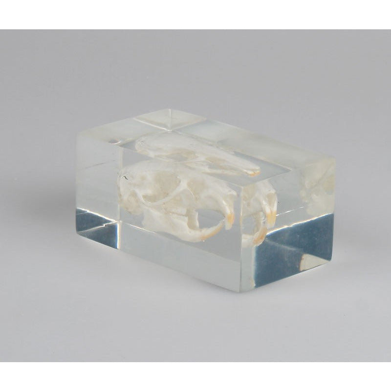 Guinea Pig Skull in plastic block - Erler Zimmer