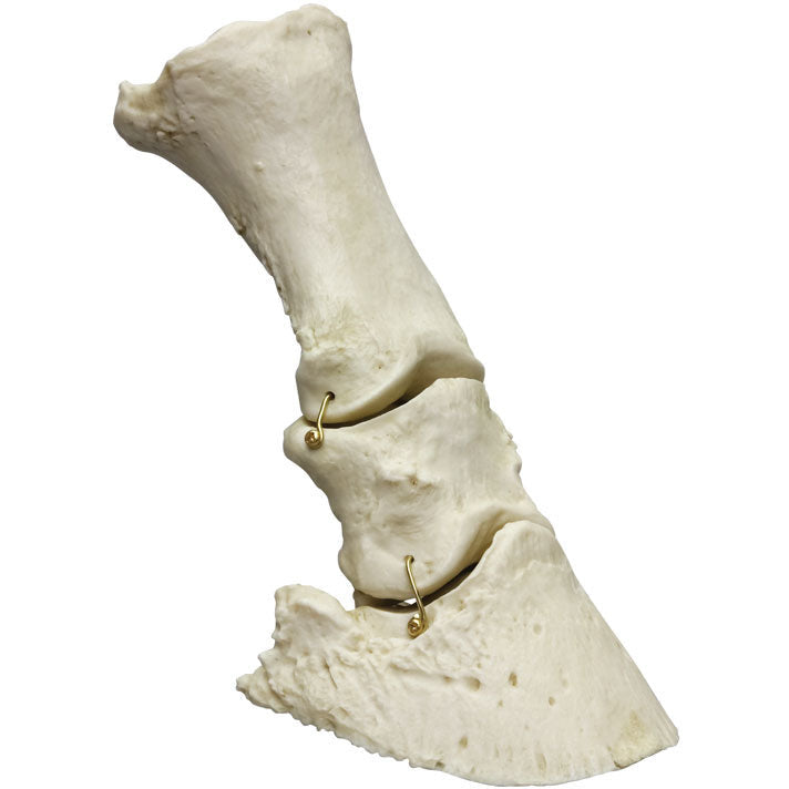 Horse Foot - Erler Zimmer