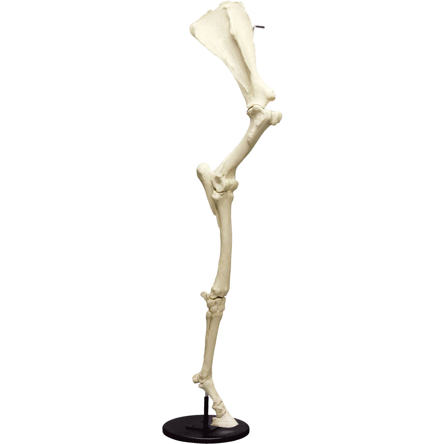 Horse Front Leg with Scapula - Erler Zimmer