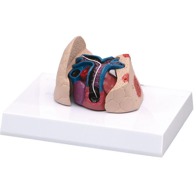 Feline Heart/Lung - Erler Zimmer