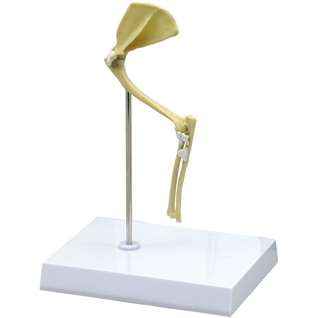 Feline Elbow/ Shoulder - Erler Zimmer