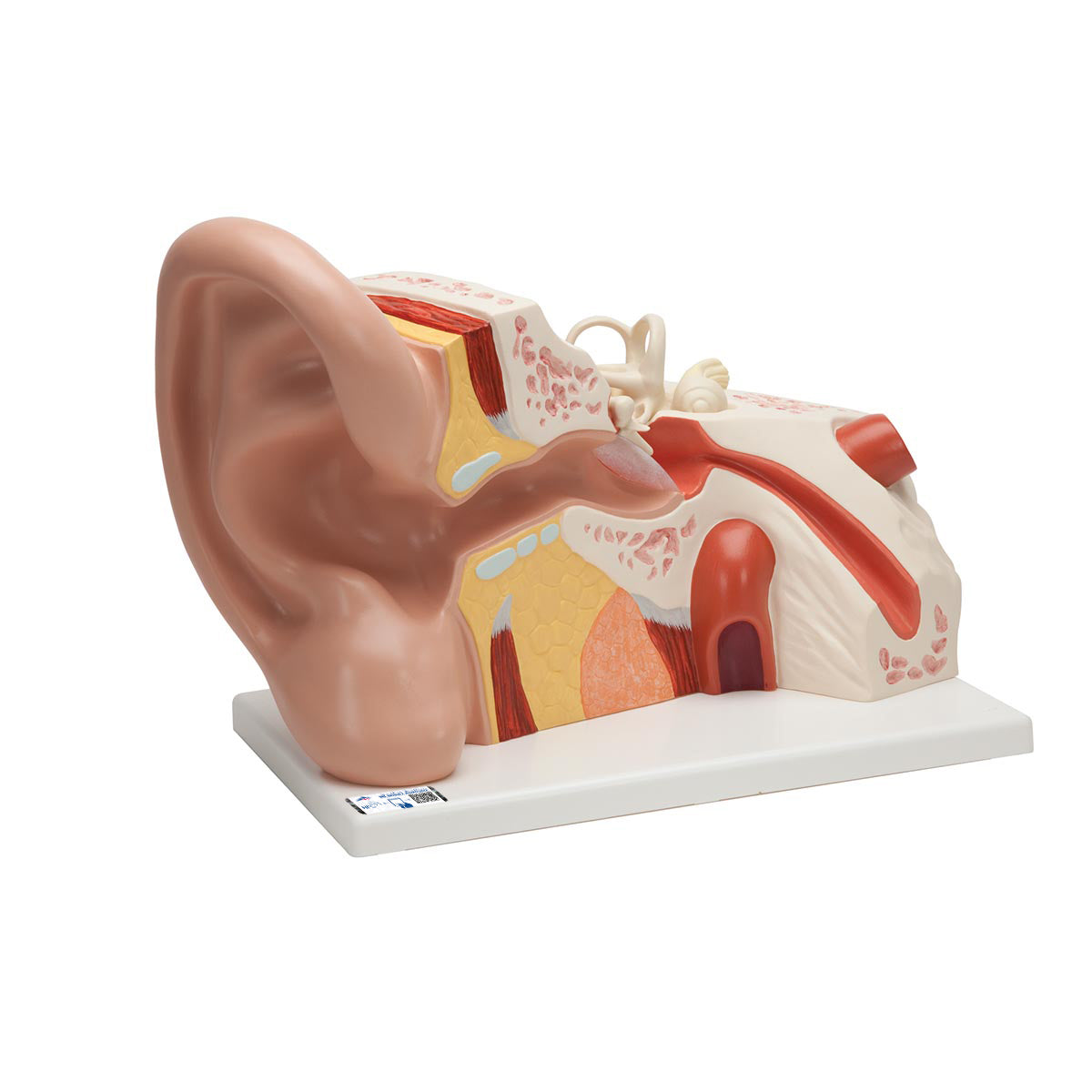 Giant Ear Model, 5 times Full-Size, 3 part - 3B Scientific