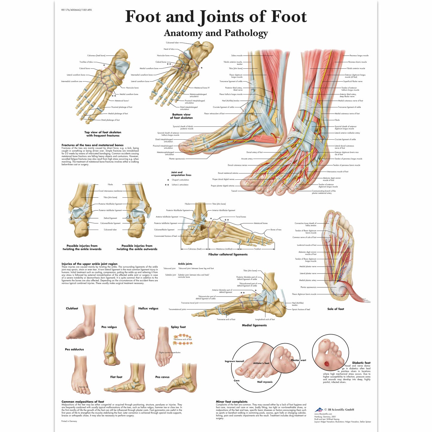 Foot and Joints of Foot Chart - 3B Scientific