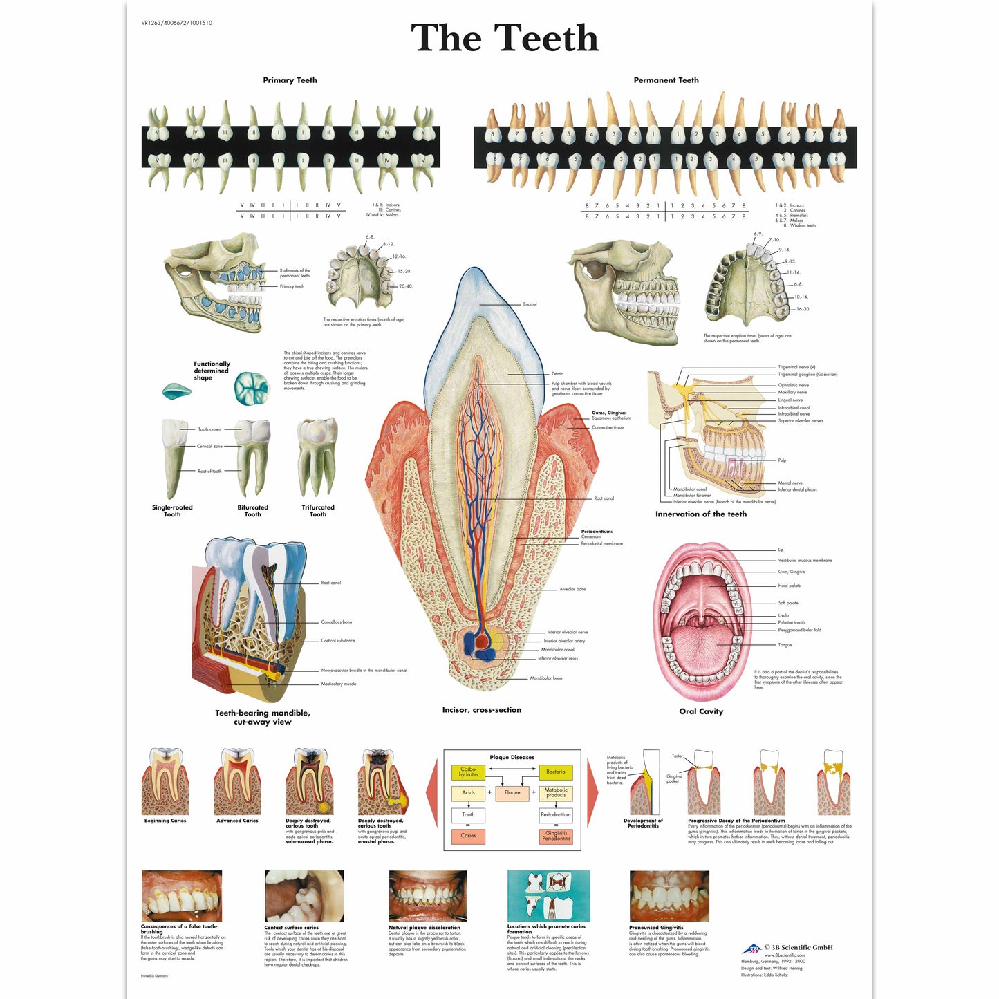 The Teeth Chart - 3B Scientific