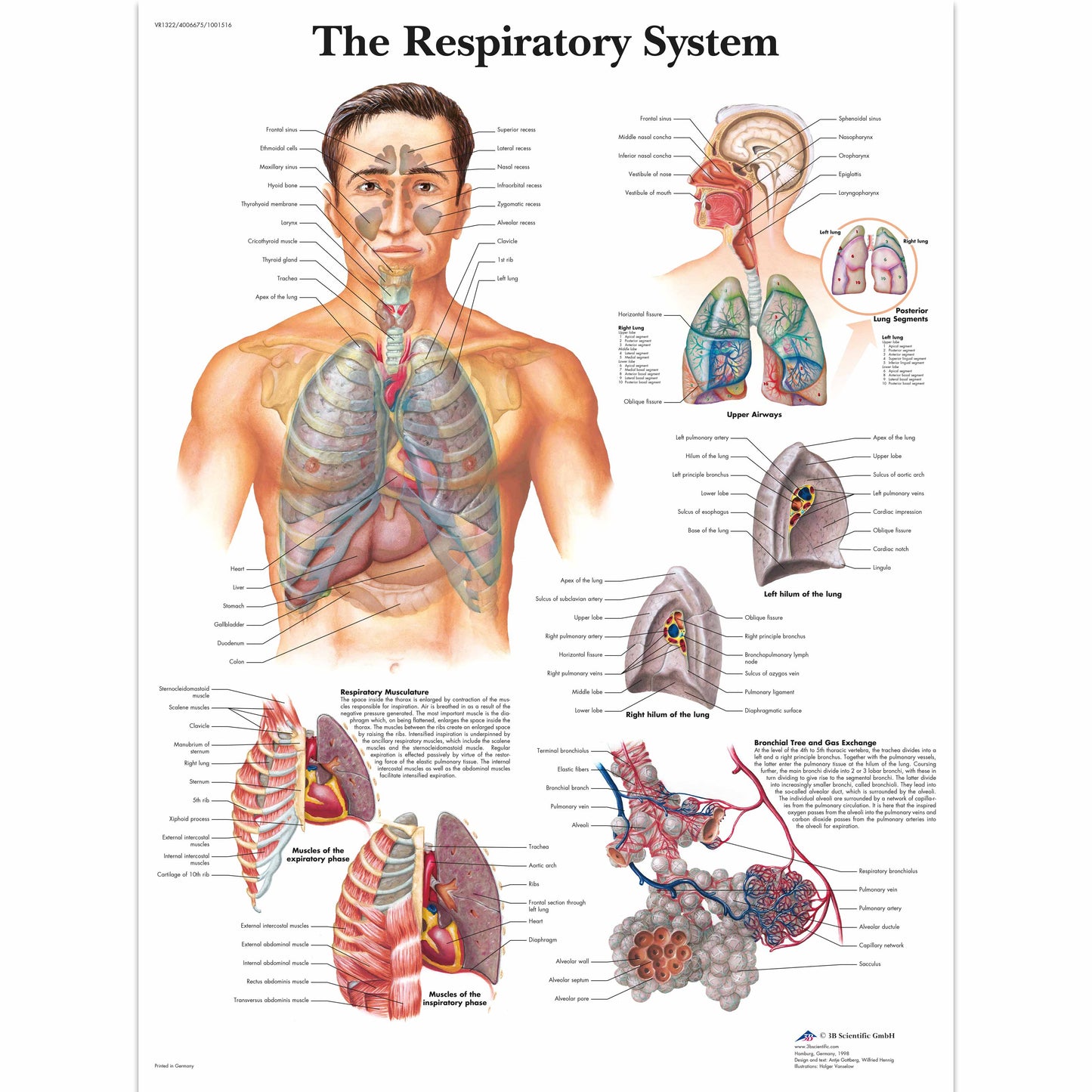 The Respiratory System Chart - 3B Scientific