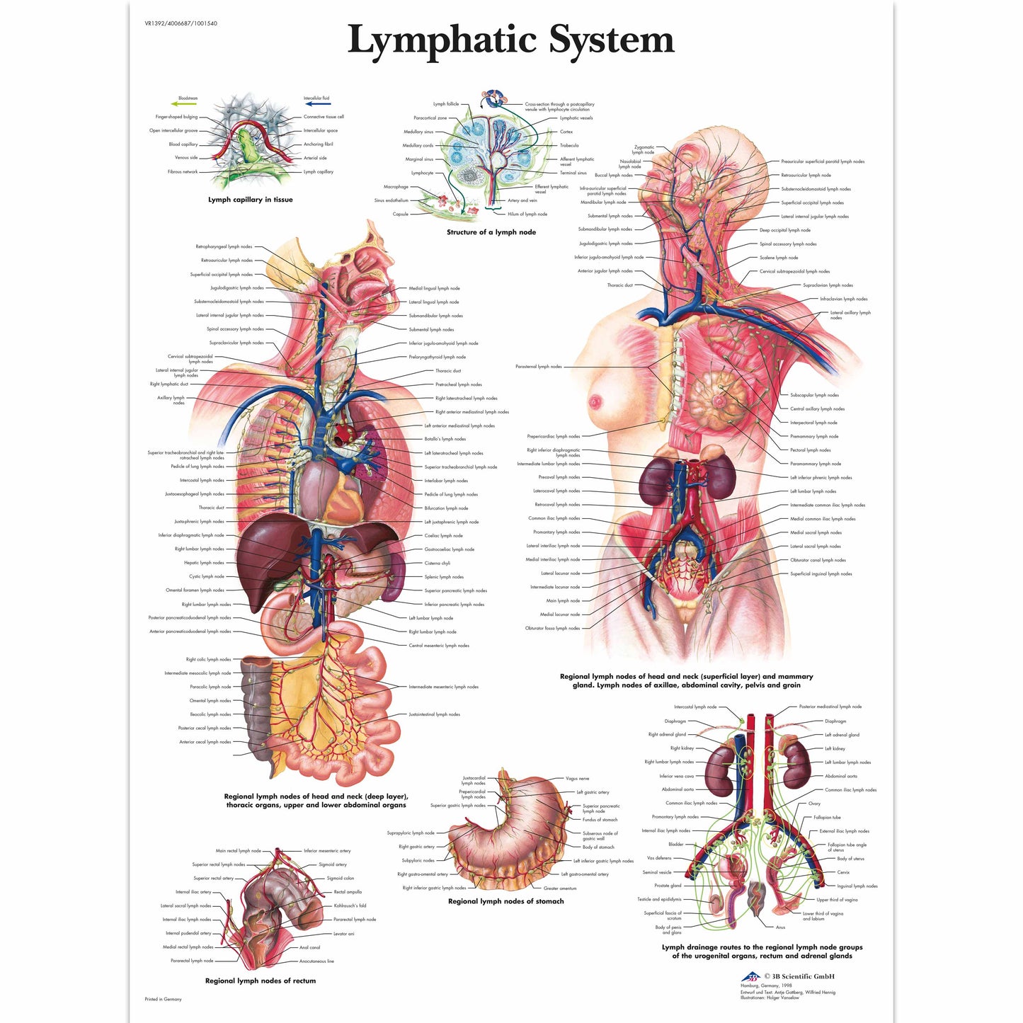 Lymphatic System Chart - 3B Scientific