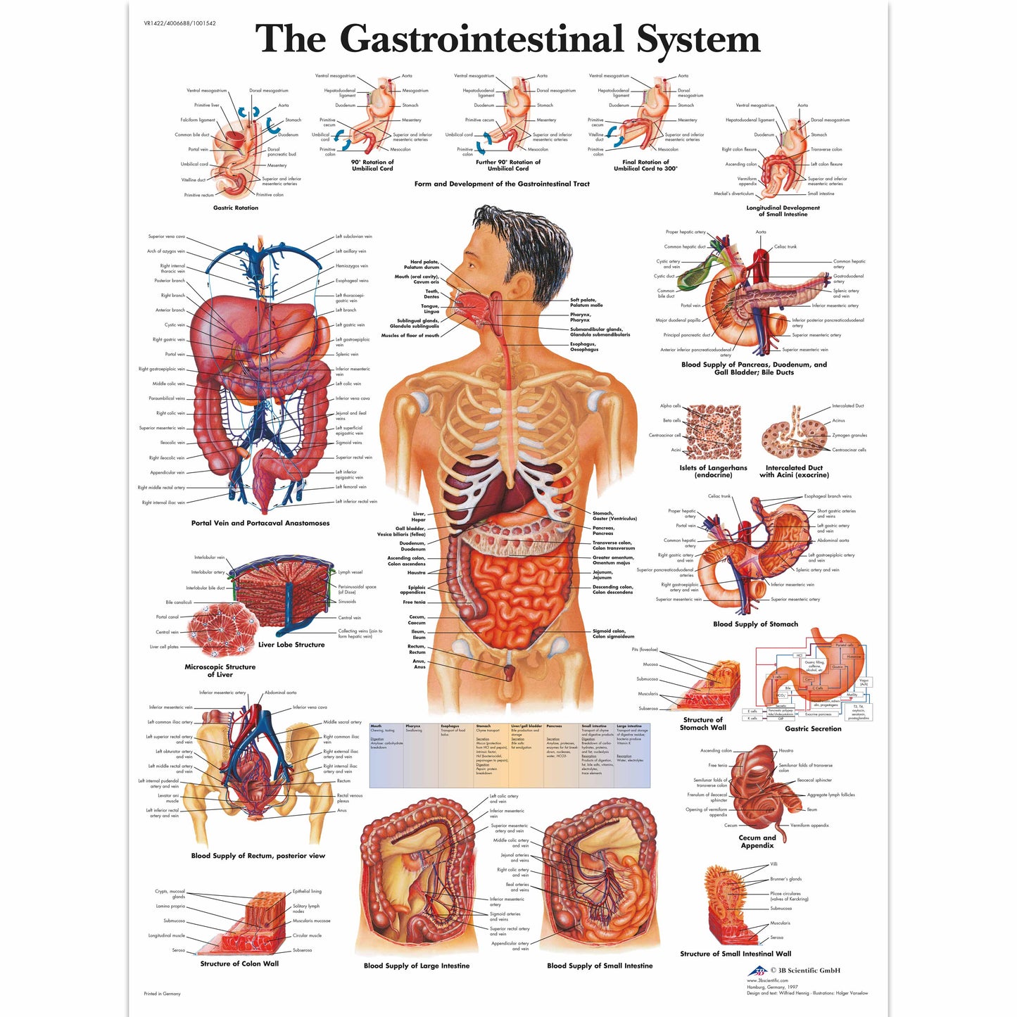 The Gastrointestinal System Chart - 3B Scientific