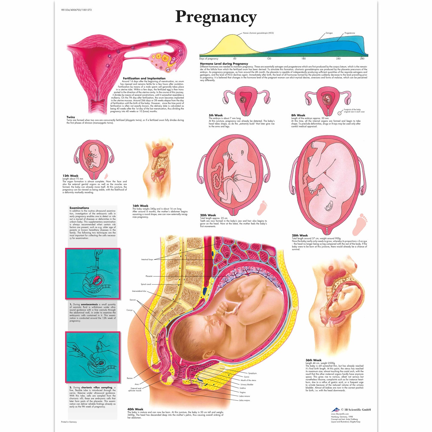 Pregnancy Chart - 3B Scientific