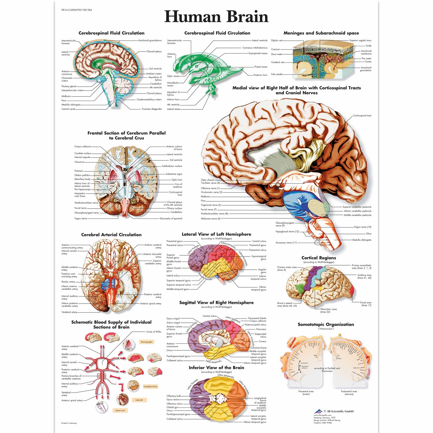 Human Brain Chart - 3B Scientific