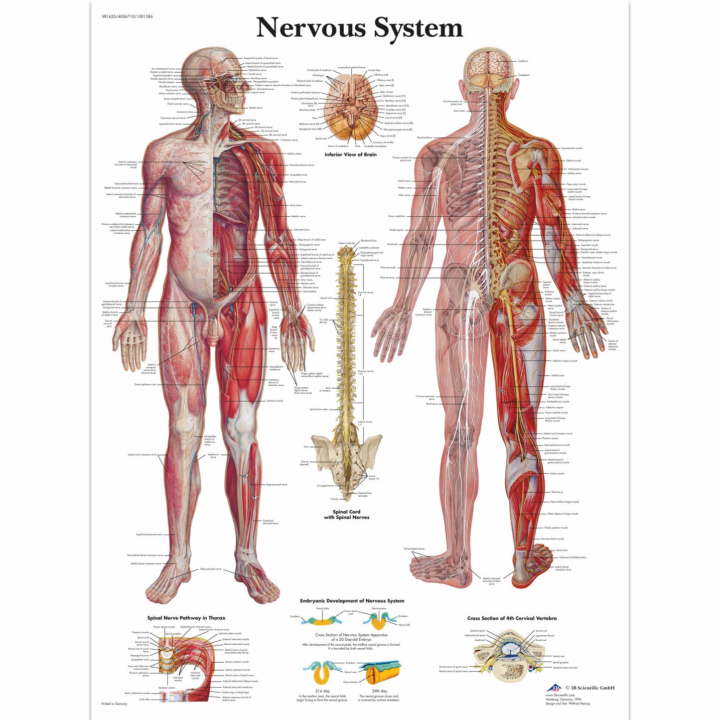Nervous System Chart - 3B Scientific