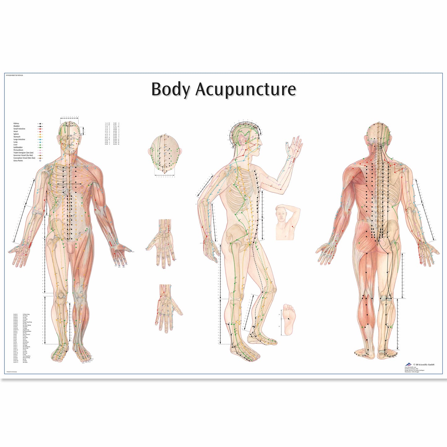 Body Acupuncture Chart - 3B Scientific