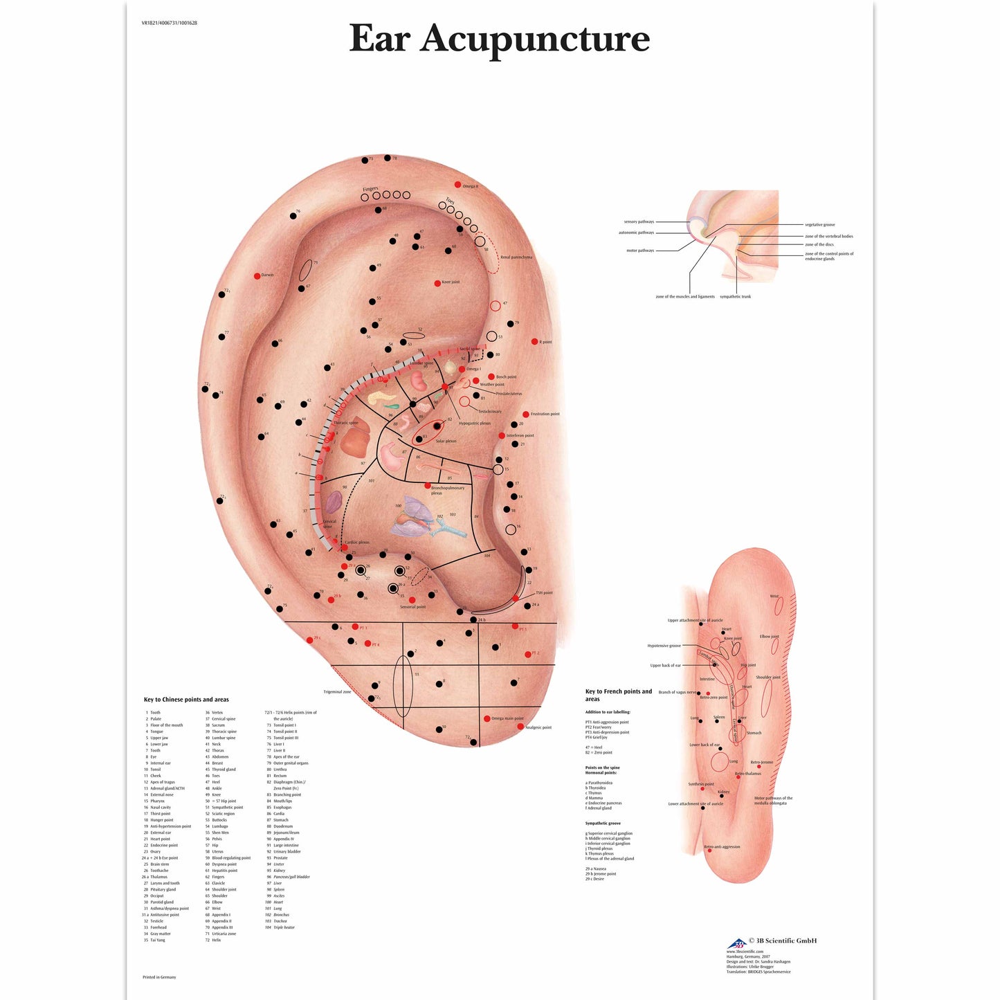 Ear Acupuncture Chart - 3B Scientific