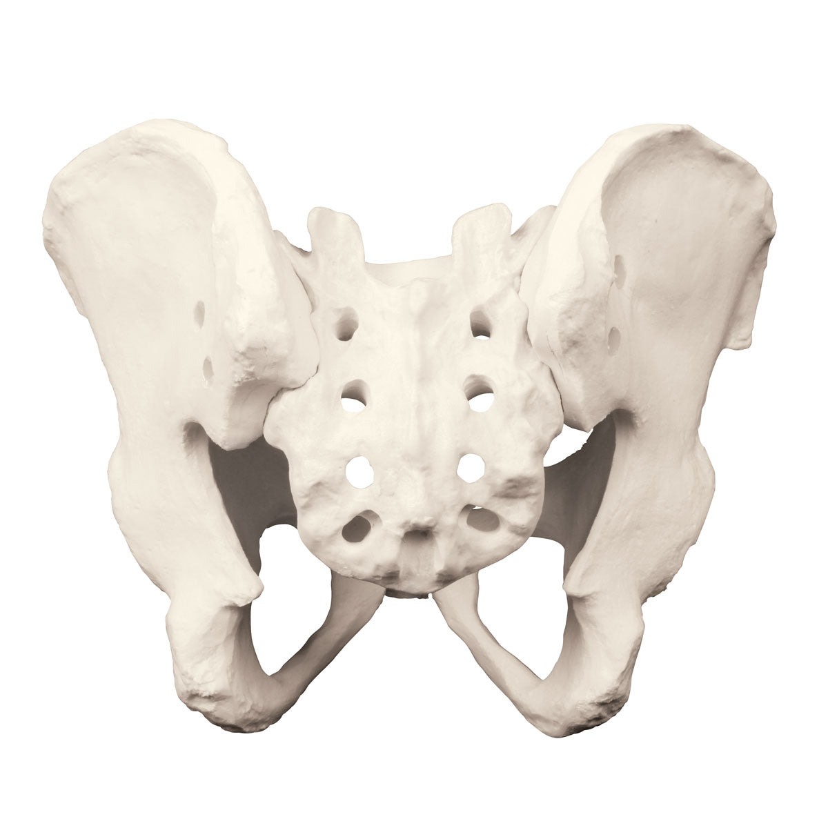 ORTHOBone Premium Full Pelvis & Sacrum - 3B Scientific