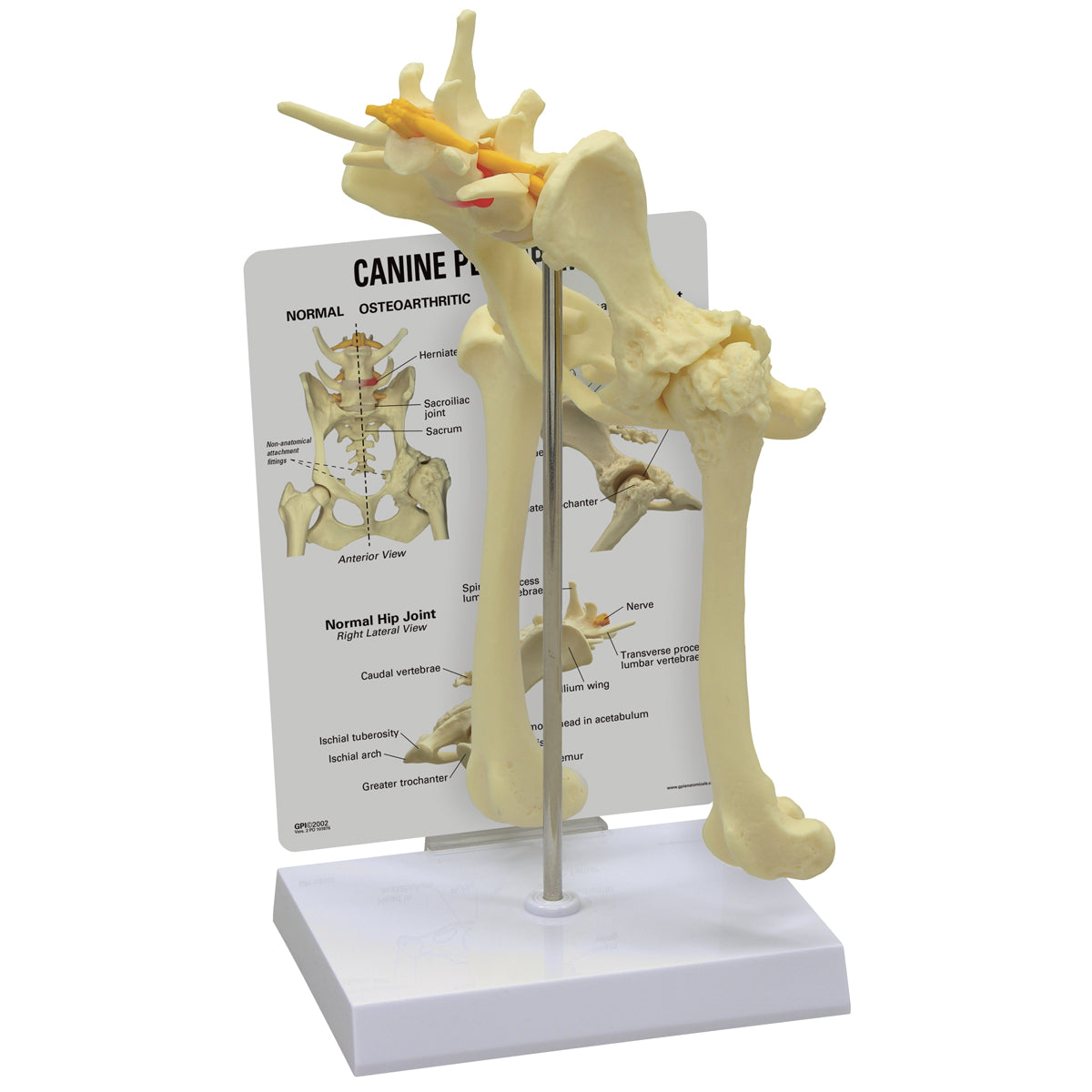 Canine Pelvis (Hip) Model - 3B Scientific