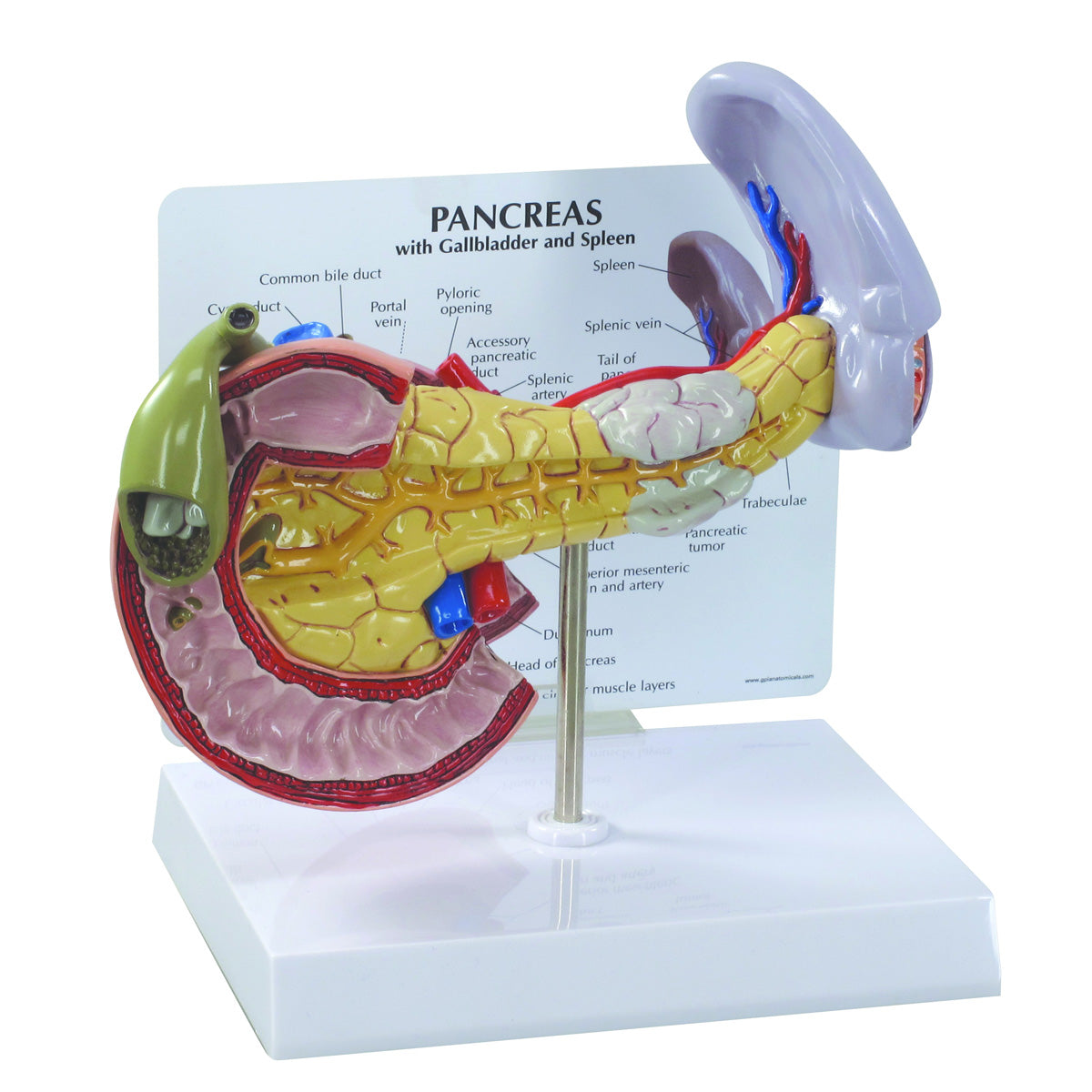 Pancreas Model - 3B Scientific