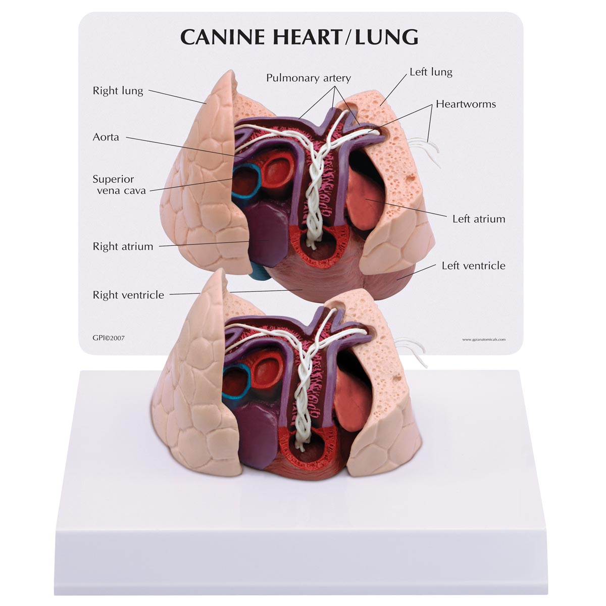 Canine Heart and Lung Model - 3B Scientific