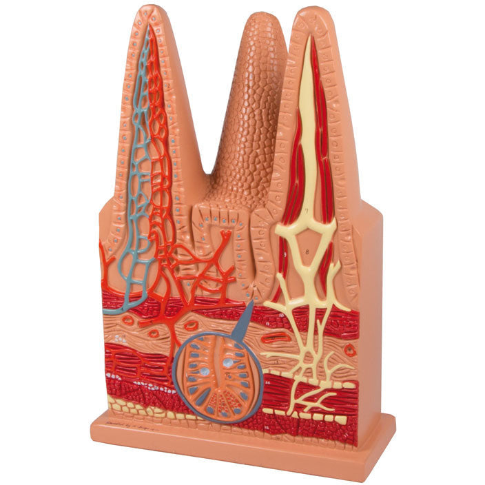 Intestinal Villi - 100 Times Life-Size - Erler Zimmer