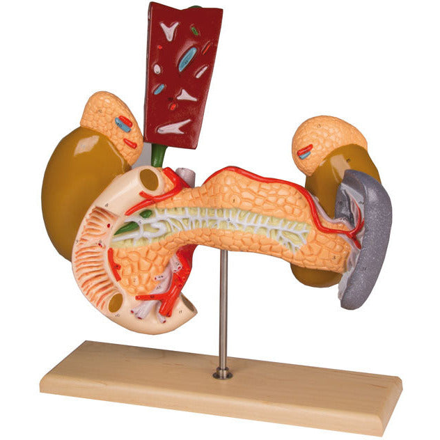Internal Organs - 2-Part - Erler Zimmer