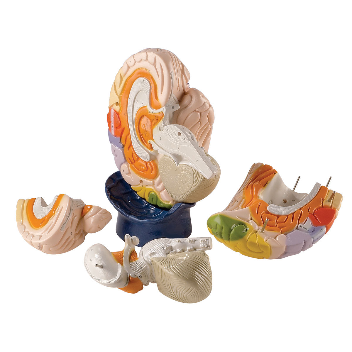 Giant Functional-Center Brain, 4 part - 3B Scientific